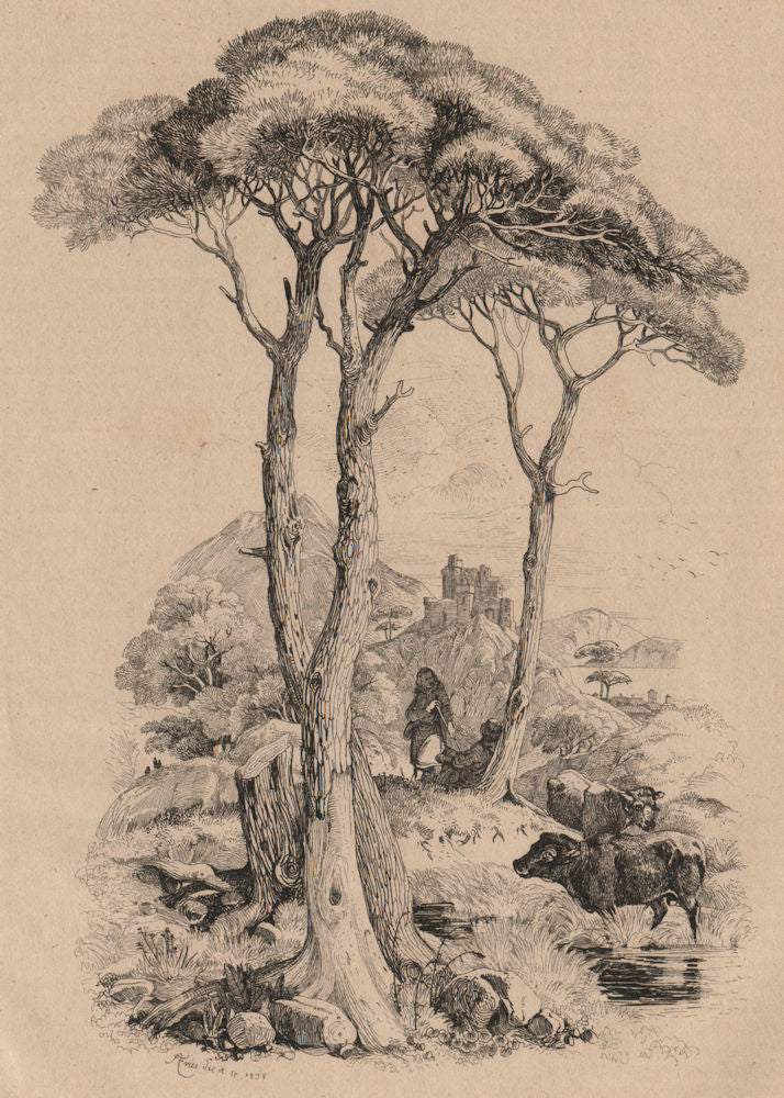 PINE TREE. Pin (Vue générale du genre) 1834 old antique vintage print picture